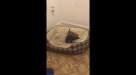 Brotherly love between puppies goes wrong