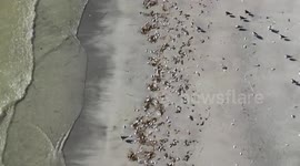 This is what climate change smells like: 600 tons of dead fish pile up on Florida beaches