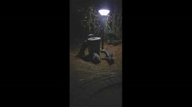 Sneaky honey badger getting into animal proof dustbin to search for food