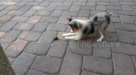 11-week-old Mini Australian shepherd puppy plays with a lime so adorable