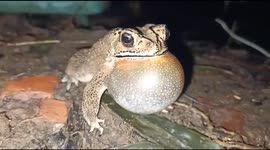 Toad mating call captured by Indian animal lover's camera
