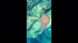 Free diver makes jellyfish spin with big underwater bubble ring