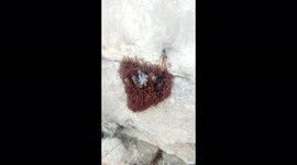 Insects try to escape swarming ball of ants