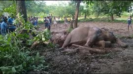 Mother elephant and baby calf rescued from well happily return to forest life