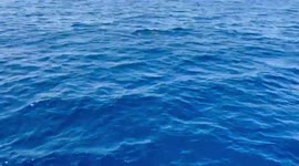 Dolphins off Santa Catalina Island - adult & newborn dolphins play in the bow wave of a power boat crossing from Marina del Rey to Avalon Bay.