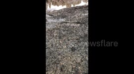 Massive swarms of flies carpet shores of Mono Lake in California