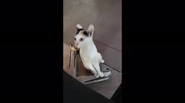 Cat doesn't want to eat fries but wanted my piece of chicken