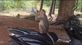 Monkey drinking water just like humans from water bottles in South India