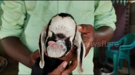 Lamb born with single eye is considered as a holy lamb in South India