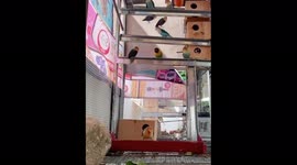 Birds Eating Show