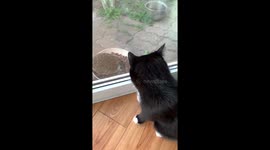 Cat baffled by unexpected face-off with wild hedgehog