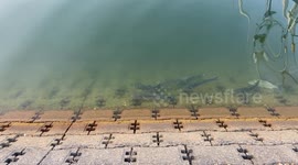 Mullet Fish Swimming near the surface, in Port Solent Marina