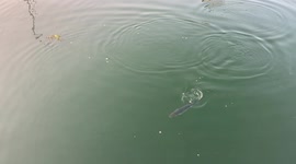 Mullet Fish swimming, eating bread, in Port Solent Marine in July