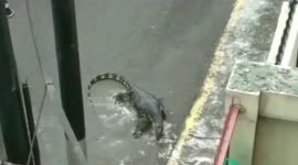 One-meter-long lizard enters residential settlement in West Jakarta, Indonesia
