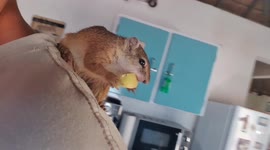 Hand-reared wild squirrel pops onto shoulder for a tasty treat