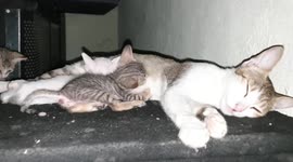 MOM CAT FEEDING KITTENS / MOM CAT FEEDING THREE CUTE KITTENS