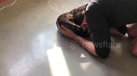 Cat owner test his pet's aggression by trying out several feline 'no-nos'