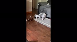 Schnauzer and puppy enjoy playing together. Puppy is not at all intimidated!