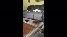 Newly rescued puppy discovers a squeaker in her new toy and absolutely loves it!!!