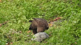 Eagle Eating A Big Tortoise