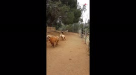 One is not like the others: French bulldog races around with miniature horses