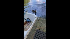Protective mallard won't allow filmer near her trapped ducklings