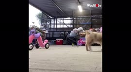 'Cuddle-Cravin' Australian Shepherd Won't Let Owner Exercise 
'