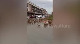 Rival wild monkeys have huge gang fight in front of shocked drivers