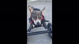 Two-legged street dog that was shot in head lives to tell the tale and now LOVES life