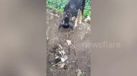 Grieving stray dog buries its dead puppies hit by a car