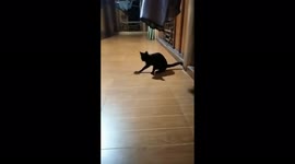 The moment the cat tries to catch the mouse like Tom and jerry