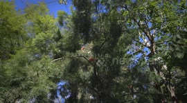 How a Bird Called the Scarlet Ibis Gets Its Vibrant Color