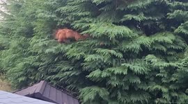 Chick tree dwellers.  After noticing my chicks were out and about before their shed door timer, I investigated