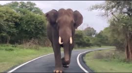 Close call! Indian elephant chases vehicle that got too near