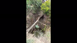 Cow and farmer hauled out of well in 5-hour rescue operation in southern India
