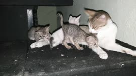 LITTLE KITTEN PLAYING VIDEOS / THREE BEAUTIFUL CUTE KITTENS PLAYING WITH MOM CAT