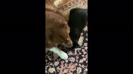 'Adorable Dog Loves Spending Time with the Cat Next Door'