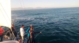 Big pod of common dolphins swim past our boat On a sailing trip