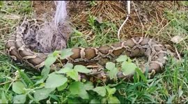 Indian villager catches massive Burmese python in his fishing net