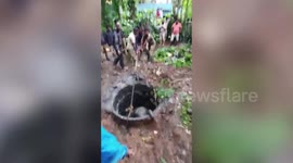 Elephant calf rescued by officials after falling into well in southern India