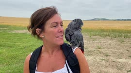 Chatterbox parrot enjoys accompanying his owner on mountain hikes through Scotland and beyond