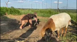 Orphaned albino elephant calf loves playing with her sheep best friend in South Africa