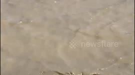 Orphaned albino elephant, Khanyisa, joins her new herd of elephants for a swim in the dam at Jabulani Safari, South Africa