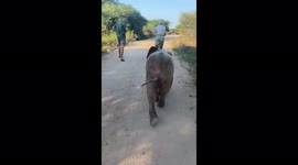 Orphaned albino elephant, Khanyisa, goes for a walk with HERD Founder, Adine Roode, her son Xander, and companion sheep, Lammie