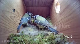 Wildlife fan stunned after he sets up camera inside bird box and attracts 41 MILLION fans worldwide