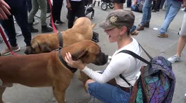 Mastiff dogs amidst the hustle and bustle of London Freedom Rally in Trafalgar Square