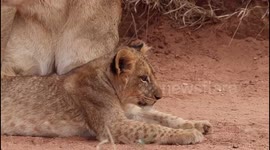 Beautiful close up of a lion cub in the wild at Jabulani Safari, South Africa