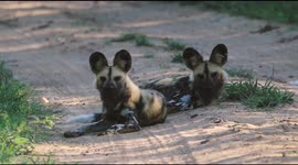 Two rare African Wild Dogs spotted basking in the morning sun at Jabulani Safari in South Africa