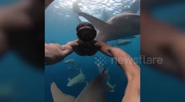 Incredible footage shows german diver getting close and personal with school of SHARKS