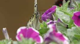 Butterfly jungle in San Diego Zoo is magical and mystical